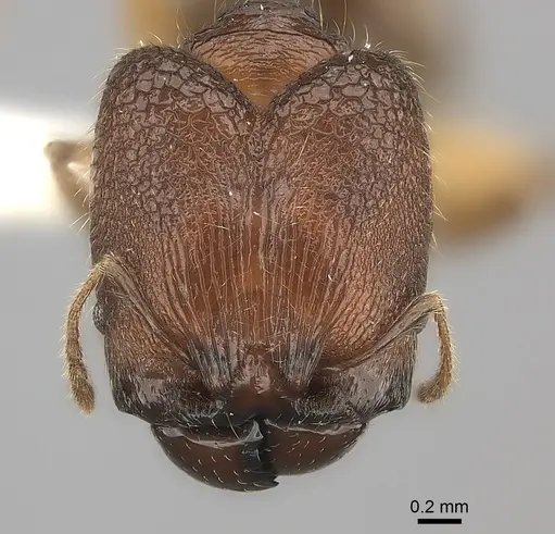 Pheidole makirovana - CASENT0235045