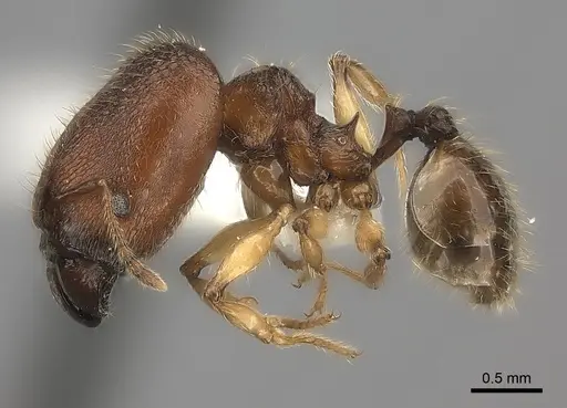 Pheidole makirovana - CASENT0235045