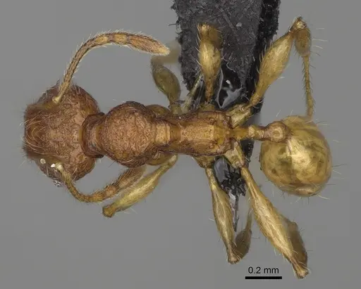 Pheidole makirovana - CASENT0495016