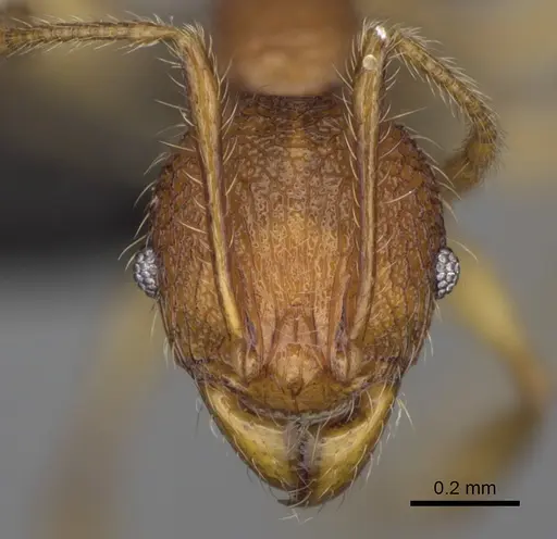 Pheidole makirovana - CASENT0495016