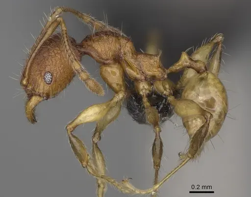 Pheidole makirovana - CASENT0495016