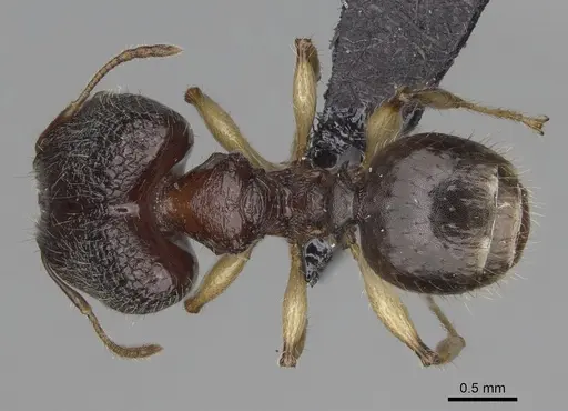 Pheidole makirovana - CASENT0495019