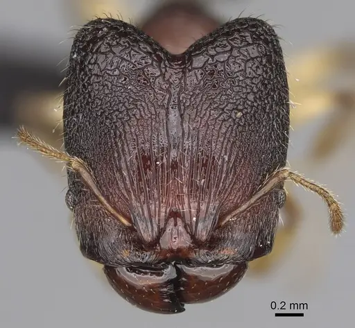 Pheidole makirovana - CASENT0495019