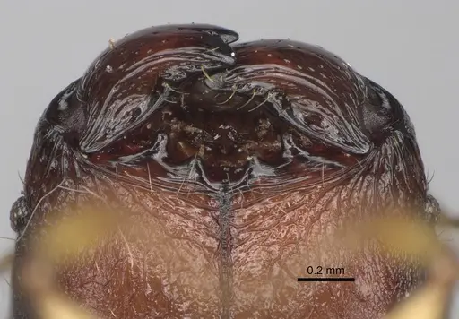 Pheidole makirovana - CASENT0495019