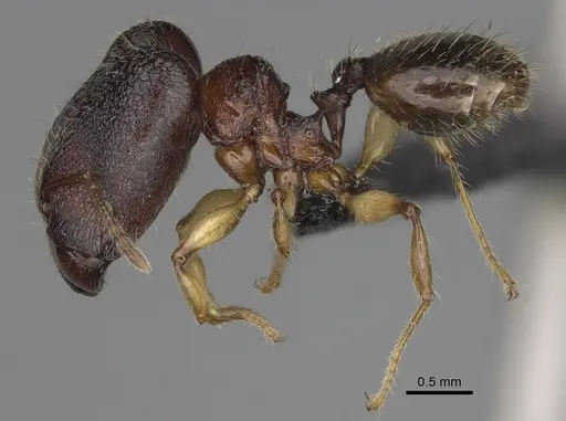 Pheidole makirovana - CASENT0495019