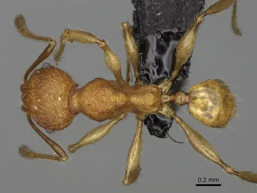 Pheidole makirovana - CASENT0923174