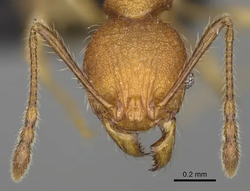 Pheidole makirovana - CASENT0923174