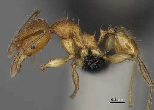 Pheidole makirovana - CASENT0923174