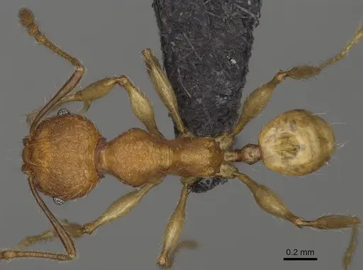 Pheidole makirovana - CASENT0923175