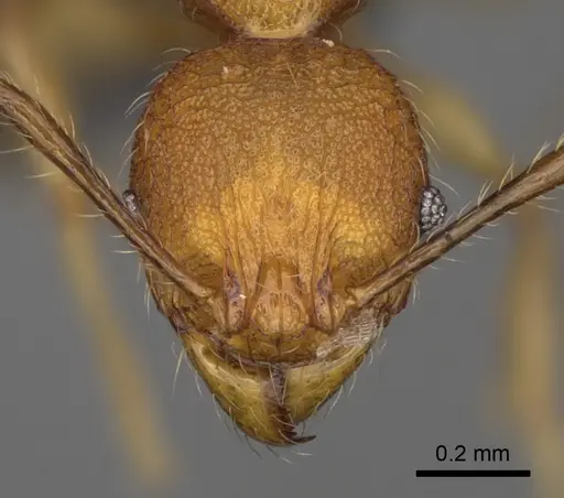 Pheidole makirovana - CASENT0923175
