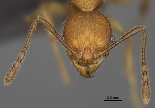 Pheidole makirovana - CASENT0923175