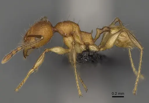 Pheidole makirovana - CASENT0923175
