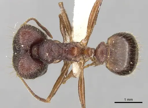 Pheidole malinsii specimen