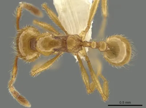 Pheidole mallota specimen
