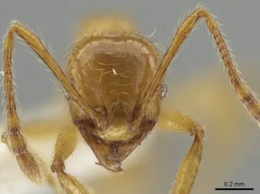Pheidole mallota specimen