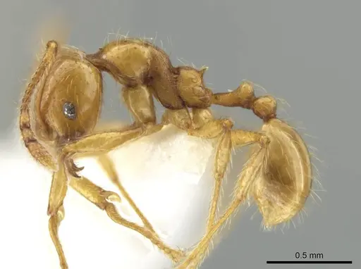 Pheidole mallota specimen