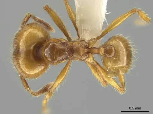 Pheidole mallota - CASENT0631380