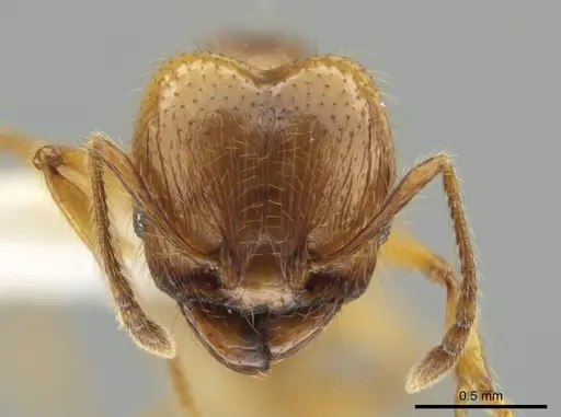 Pheidole mallota - CASENT0631380