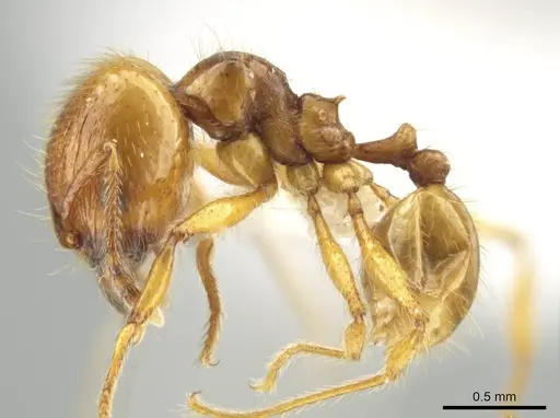 Pheidole mallota - CASENT0631380