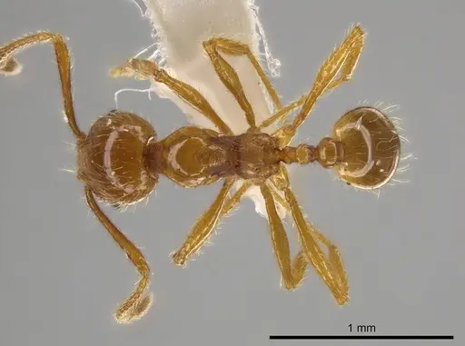 Pheidole mallota - INBIOCRI001280781