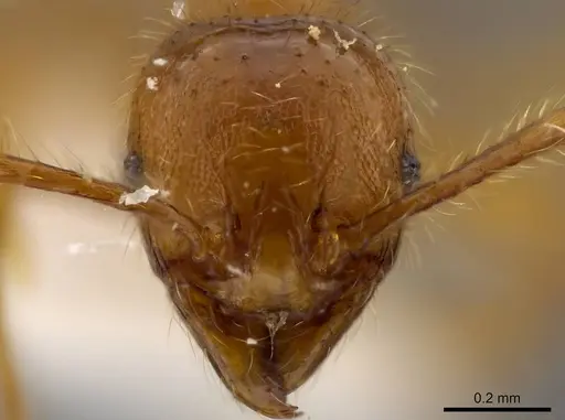 Pheidole mallota - INBIOCRI001280781