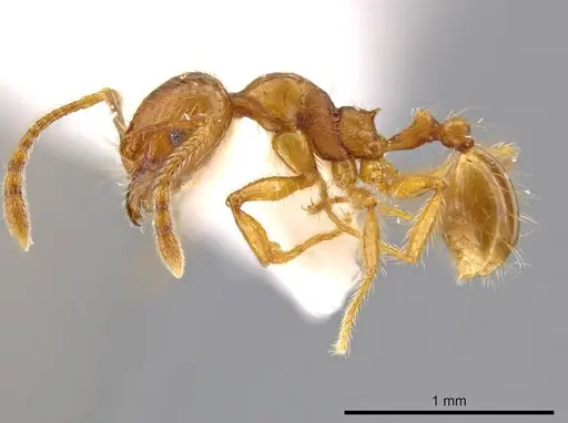 Pheidole mallota - INBIOCRI001280781