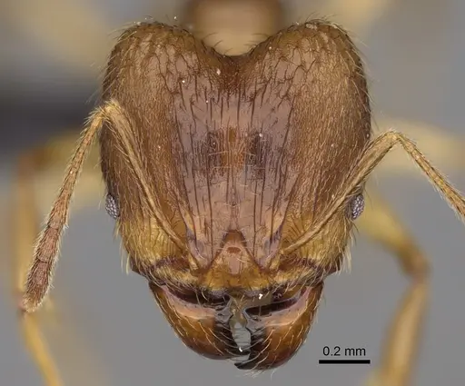 Pheidole mamirapiratra specimen