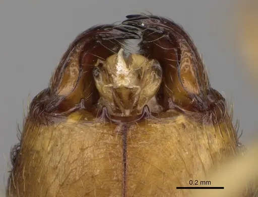 Pheidole mamirapiratra specimen