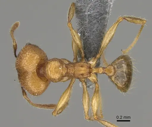 Pheidole mamiratra specimen