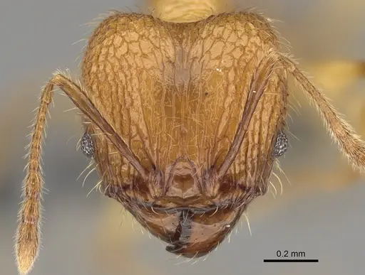 Pheidole mamiratra specimen