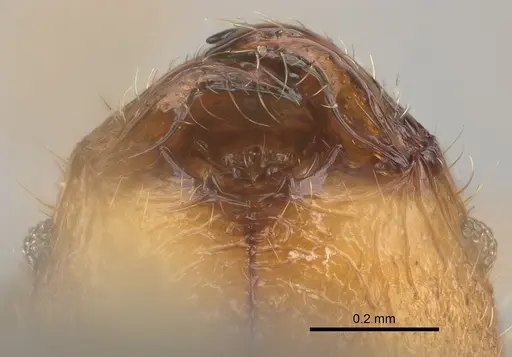 Pheidole mamiratra specimen