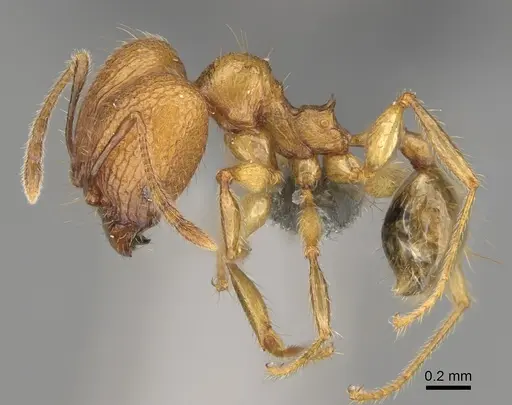Pheidole mamiratra - CASENT0303725