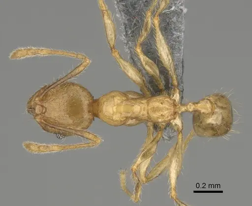 Pheidole mamiratra - CASENT0923291