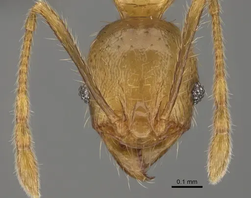 Pheidole mamiratra - CASENT0923291