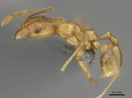 Pheidole mamiratra - CASENT0923291