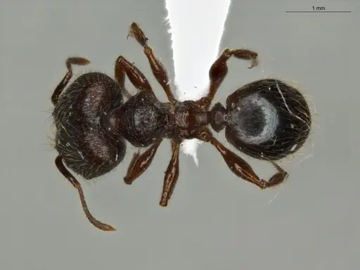 Pheidole mamore specimen
