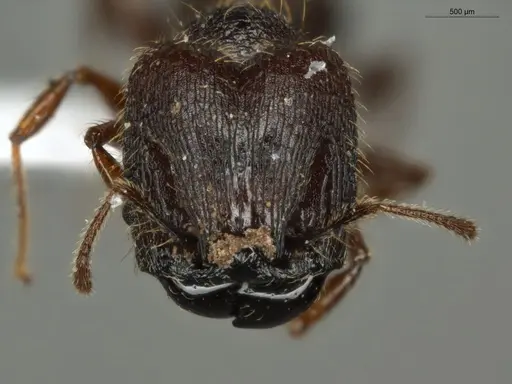 Pheidole mamore specimen