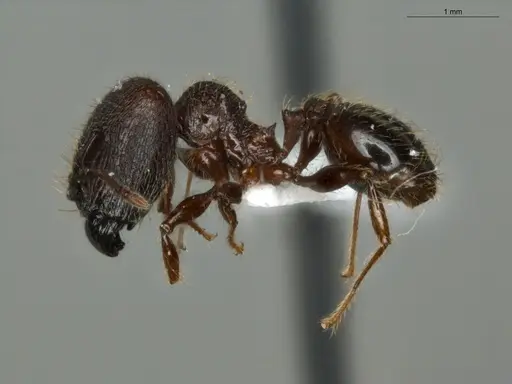 Pheidole mamore specimen