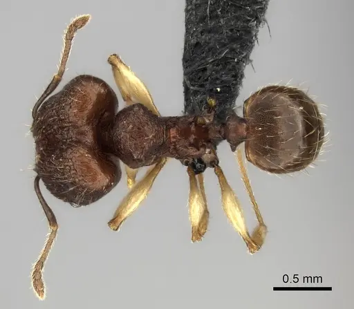 Pheidole manantenensis specimen