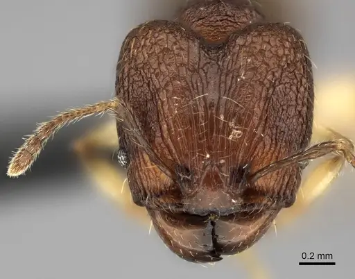 Pheidole manantenensis specimen