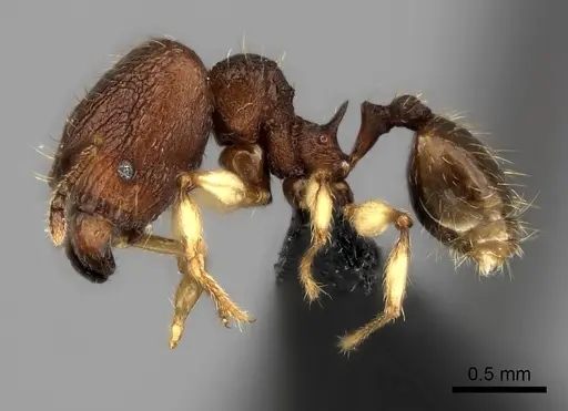 Pheidole manantenensis specimen