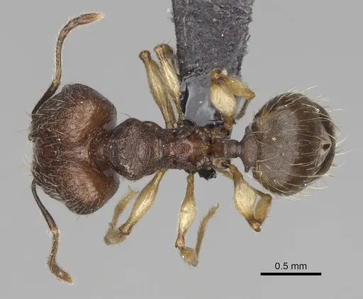 Pheidole manantenensis - CASENT0068456