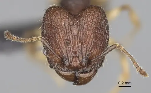 Pheidole manantenensis - CASENT0068456