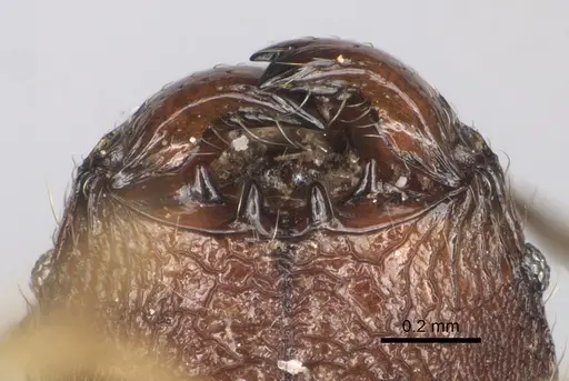 Pheidole manantenensis - CASENT0068456