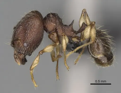 Pheidole manantenensis - CASENT0068456