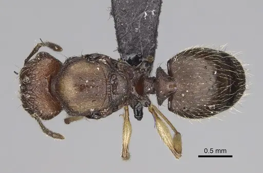 Pheidole manantenensis - CASENT0068457