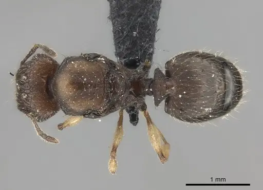 Pheidole manantenensis - CASENT0068457