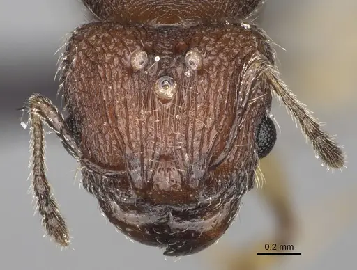 Pheidole manantenensis - CASENT0068457