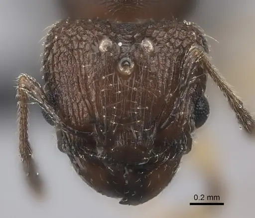 Pheidole manantenensis - CASENT0068457