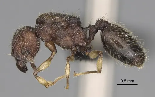 Pheidole manantenensis - CASENT0068457